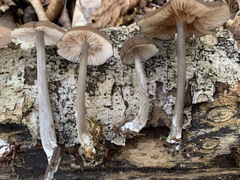 Entoloma fuscosquamosum