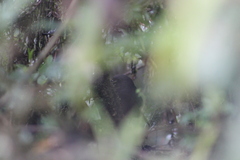 Scytalopus opacus