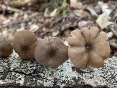 Entoloma fuscosquamosum