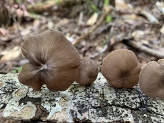 Entoloma fuscosquamosum
