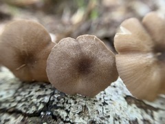 Entoloma fuscosquamosum
