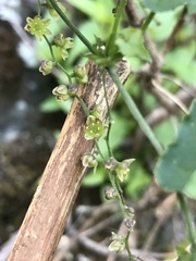 Dioscorea variifolia