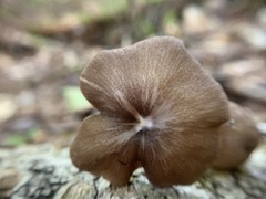 Entoloma fuscosquamosum