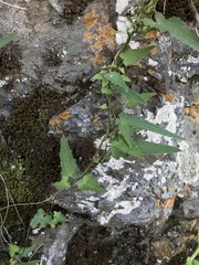 Dioscorea variifolia