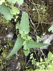 Dioscorea variifolia