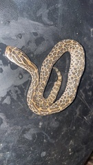 Crotalus polystictus