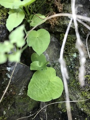 Dioscorea variifolia