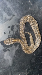 Crotalus polystictus