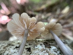 Entoloma fuscosquamosum