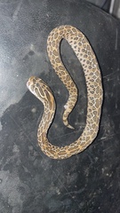 Crotalus polystictus