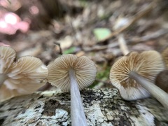Entoloma fuscosquamosum