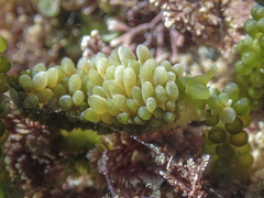 Sacoproteus smaragdinus