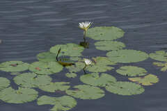 Nymphaea ampla
