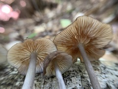 Entoloma fuscosquamosum