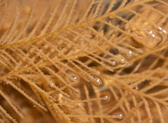 Hydrallmania falcata