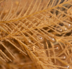 Hydrallmania falcata