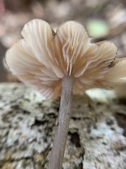Entoloma fuscosquamosum