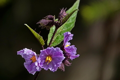 Solanum silvestre