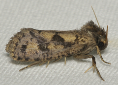 Acrolophus popeanella