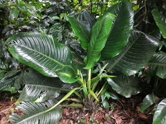 Dieffenbachia nitidipetiolata
