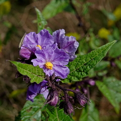 Solanum silvestre