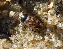 Augyles hispidulus