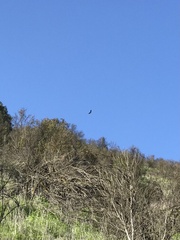 Geranoaetus melanoleucus australis