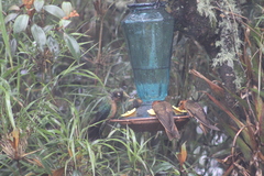 Pterophanes cyanopterus