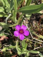 Calandrinia compressa