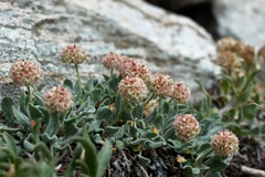 Eriogonum kingii