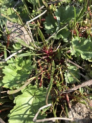 Calandrinia compressa