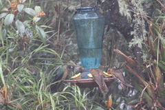Pterophanes cyanopterus