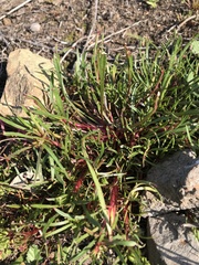 Calandrinia compressa