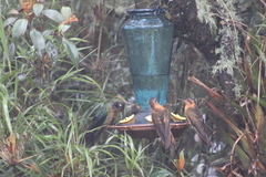 Pterophanes cyanopterus