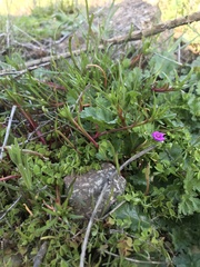 Calandrinia compressa