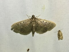 Herpetogramma sphingealis