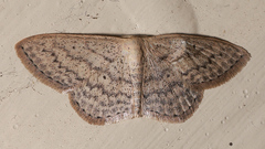 Scopula oppilata
