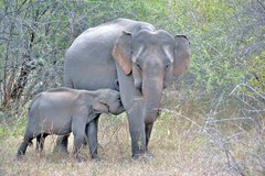 Asian Elephant photo 4