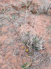 Enteropogon