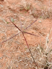 Enteropogon