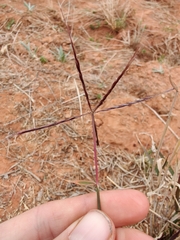 Enteropogon