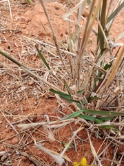 Enteropogon