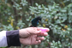 Pterophanes cyanopterus