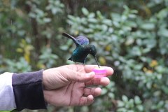 Pterophanes cyanopterus