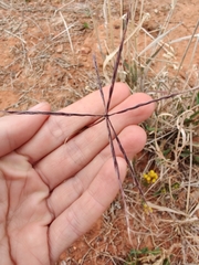 Enteropogon