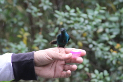 Pterophanes cyanopterus