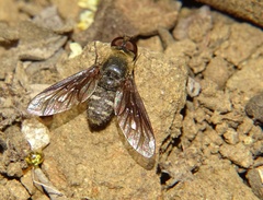 Chrysanthrax vanus