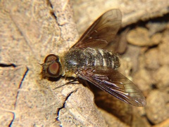 Chrysanthrax vanus
