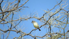 Serpophaga griseicapilla