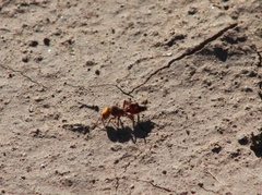 Dasymutilla dilucida